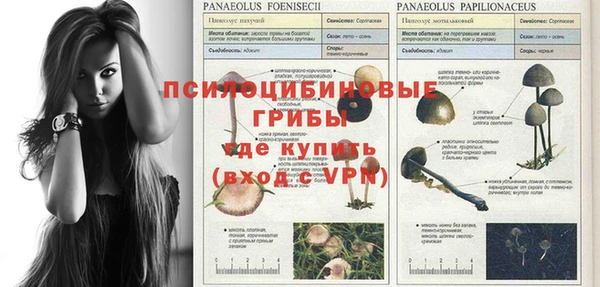 ГАЛЛЮЦИНОГЕННЫЕ ГРИБЫ Заволжье