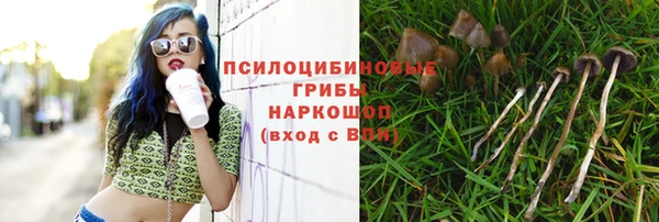сатива Заводоуковск